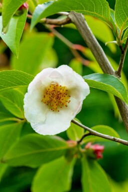Japansk stewartia Stewartia pseudocamellia busk Stewartia pseudocamellia