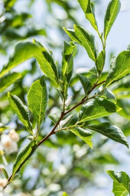 Japansk sneklokke Styrax japonicus busk Styrax japonicus busk