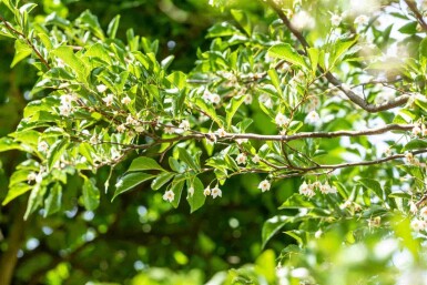 Japansk sneklokke Styrax japonicus busk Styrax japonicus busk