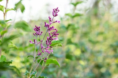 Symphoricarpos chenaultii 'Hancock'