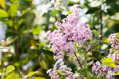 Symphoricarpos chenaultii 'Hancock'