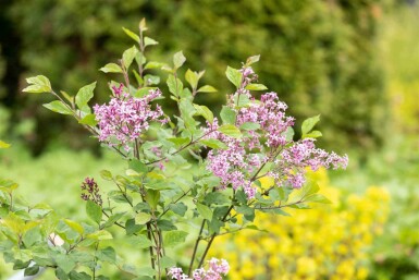 Symphoricarpos chenaultii 'Hancock'