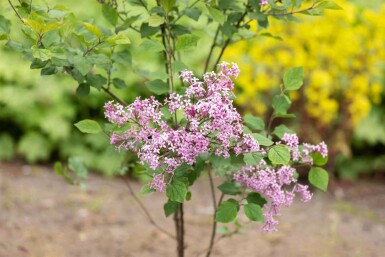 Symphoricarpos chenaultii 'Hancock'