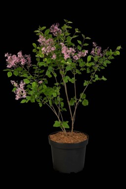 Symphoricarpos chenaultii 'Hancock'