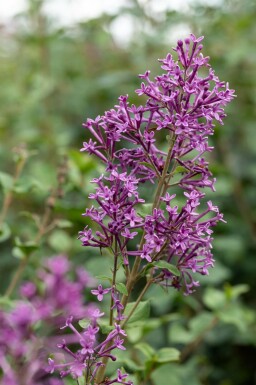 Syrenbusk Syringa 'Bloomerang Dark Purple' busk Syringa 'Bloomerang Dark Purple' busk