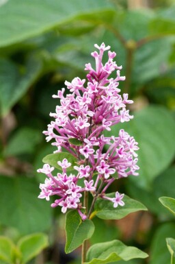Syren Syringa 'Josée' busk Syringa 'Josée' busk