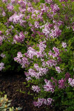 Meyers syrén Syringa meyeri 'Palibin' busk Syringa meyeri 'Palibin' busk