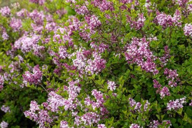 Syringa meyeri 'Palibin'