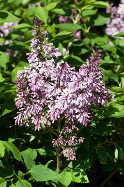 Koreansk syren Syringa patula 'Miss Kim' busk Syringa patula 'Miss Kim' busk