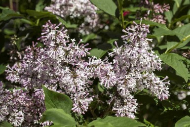Koreansk syren Syringa patula 'Miss Kim' busk Syringa patula 'Miss Kim' busk