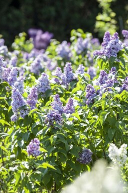 Lilac Syringa vulgaris busk Syringa vulgaris busk