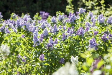 Lilac Syringa vulgaris busk Syringa vulgaris busk
