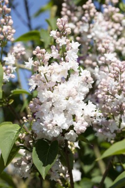Havesyren Syringa vulgaris 'Beauty of Moscow' busk Syringa vulgaris 'Beauty of Moscow' busk