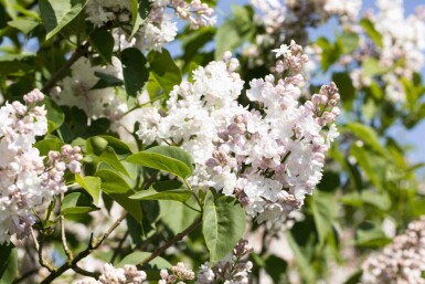 Havesyren Syringa vulgaris 'Beauty of Moscow' busk Syringa vulgaris 'Beauty of Moscow' busk