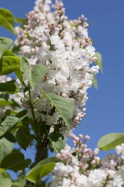 Syringa vulgaris 'Beauty of Moscow' busk 50-60 cm