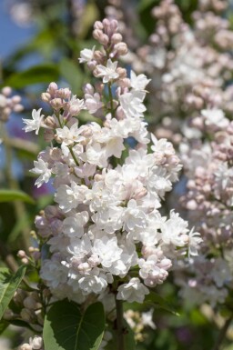 Syringa vulgaris 'Beauty of Moscow' busk 50-60 cm