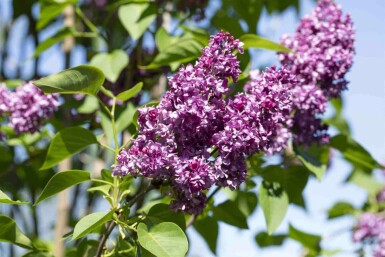 Ægte Syren Syringa vulgaris 'Charles Joly' busk Syringa vulgaris 'Charles Joly' busk