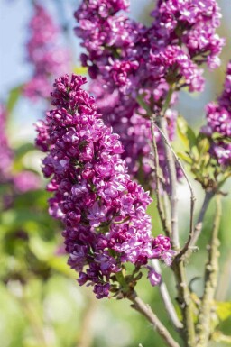 Syringa vulgaris 'Charles Joly' busk 60-80 cm