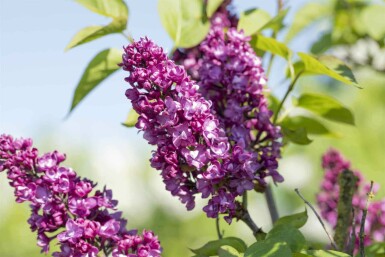 Syringa vulgaris 'Charles Joly' busk 60-80 cm