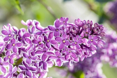 Syrenbusk Syringa vulgaris 'Sensation' busk Syringa vulgaris 'Sensation'