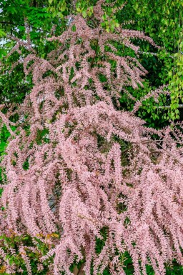 Tamarisk Tamarisk tetrandra busk Tamarisk tetrandra