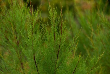 Tamarisk Tamarisk tetrandra busk Tamarisk tetrandra