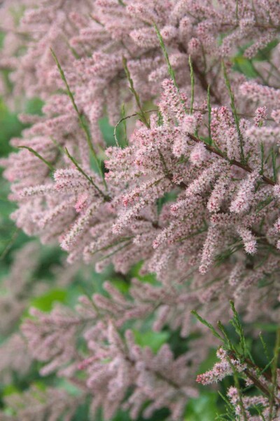Tamarix gallica
