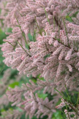 Tamarisk Tamarix gallica busk Tamarix gallica busk