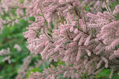 Tamarisk Tamarix gallica busk Tamarix gallica busk