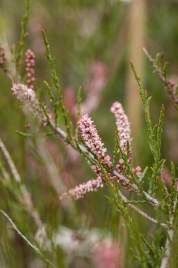 Tamarisk Tamarix parviflora busk Tamarix parviflora