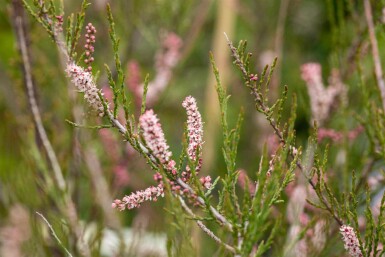 Tamarisk Tamarix parviflora busk Tamarix parviflora