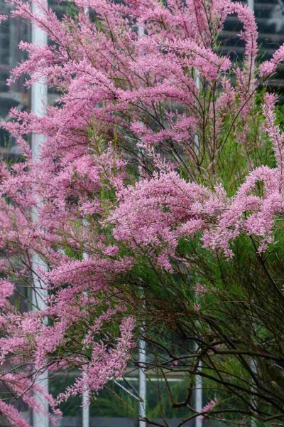Tamarix ramosissima