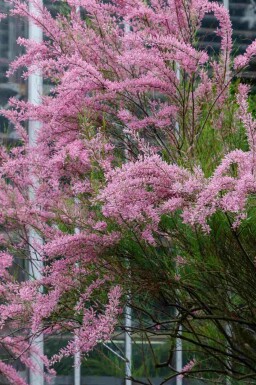 Tamarisk Tamarix ramosissima busk Tamarix ramosissima busk