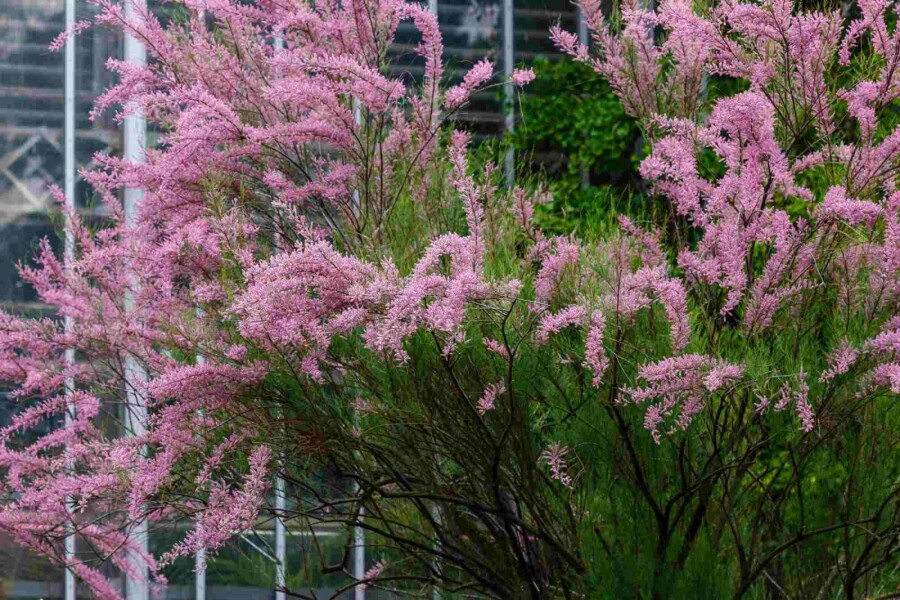 Tamarisk Tamarix ramosissima busk Tamarix ramosissima busk