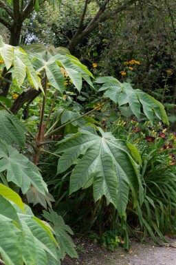 Tetrapanax papyrifer 'Rex'