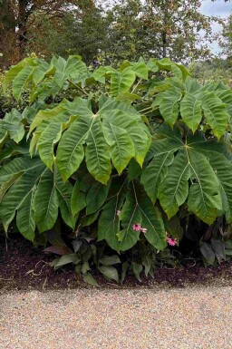 Tetrapanax papyrifer 'Rex'