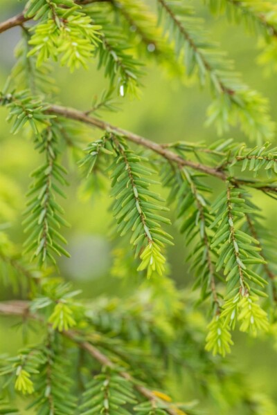 Hemlockgran Tsuga canadensis busk Tsuga canadensis busk