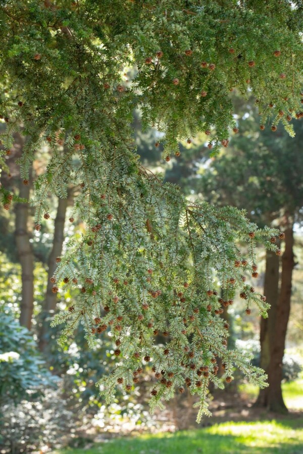 Hemlockgran Tsuga canadensis busk Tsuga canadensis busk