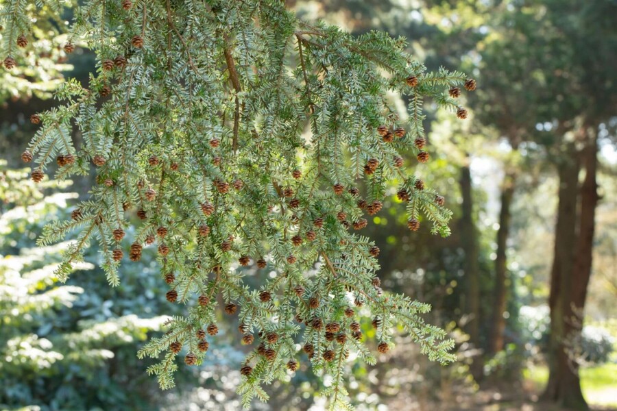 Hemlockgran Tsuga canadensis busk Tsuga canadensis busk