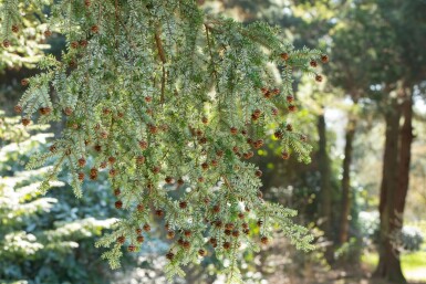 Hemlockgran Tsuga canadensis busk Tsuga canadensis busk