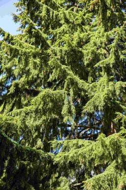 Vestamerikansk hemlock Tsuga heterophylla busk Tsuga heterophylla busk