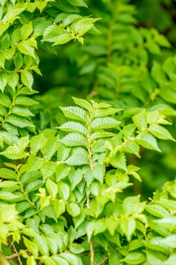 Småbladet elm Ulmus minor 'Jacqueline Hillier' busk Ulmus minor 'Jacqueline Hillier' busk