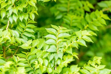 Småbladet elm Ulmus minor 'Jacqueline Hillier' busk Ulmus minor 'Jacqueline Hillier' busk