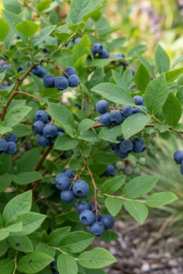 Storfrugtet blåbær Vaccinium corymbosum 'Goldtraube' busk Vaccinium corymbosum 'Goldtraube' busk