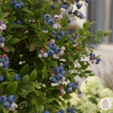 Vaccinium corymbosum 'Goldtraube' busk 70 cm C5