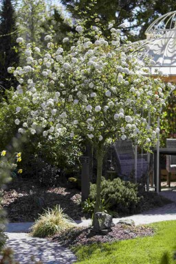 Duftsnebolle Viburnum burkwoodii busk Viburnum burkwoodii busk