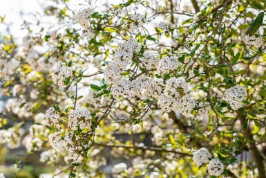 Duftsnebolle Viburnum burkwoodii busk Viburnum burkwoodii busk