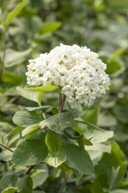 Parfumeviburnum Viburnum carlcephalum busk Viburnum carlcephalum busk