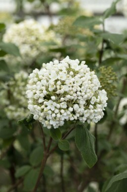 Parfumeviburnum Viburnum carlcephalum busk Viburnum carlcephalum busk