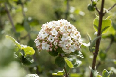 Koreansk duftkvalkved Viburnum carlesii 'Aurora' busk Viburnum carlesii 'Aurora' busk